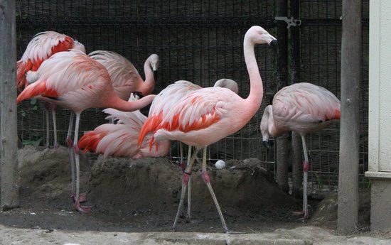 Joyama Zoo